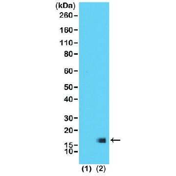 Anti-Trimethyl-Histone H3 (Lys27) antibody, Rabbit monoclonal，100UG，SAB5600009-100UG，Sigma
