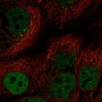 Anti-CEBPA antibody produced in rabbit，100UL，HPA052734-100UL，Sigma