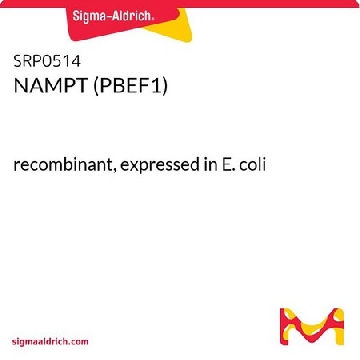 NAMPT (PBEF1)，50UG，SRP0514-50UG，Sigma