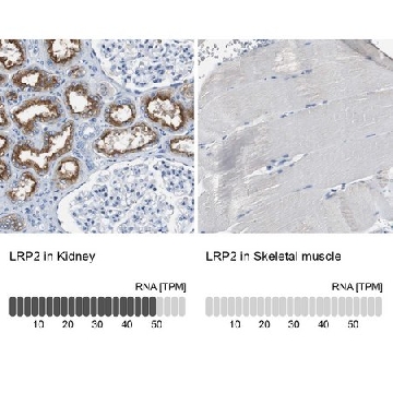 Anti-LRP2 antibody produced in rabbit，100UL，HPA005980-100UL，Sigma