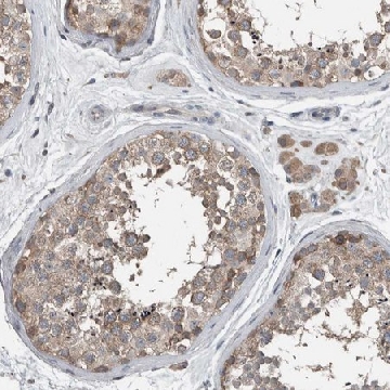 Anti-KNTC1 antibody produced in rabbit，100UL，HPA025241-100UL，Sigma