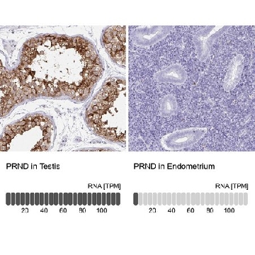 Anti-PRND antibody produced in rabbit，100UL，HPA043373-100UL，Sigma