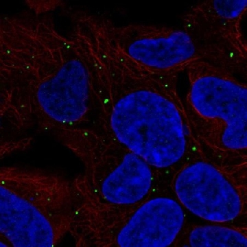 Anti-LRP1B antibody produced in rabbit，100UL，HPA074788-100UL，Sigma