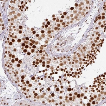 Anti-NCOA5 antibody produced in rabbit，100UL，HPA050231-100UL，Sigma