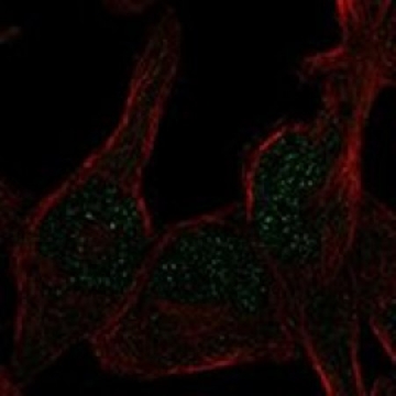 Anti-ERCC6L2 antibody produced in rabbit，100UL，HPA022422-100UL，Sigma