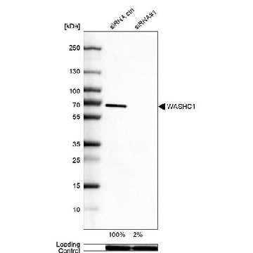 Anti-WASHC1 antibody produced in rabbit，100UL，HPA002689-100UL，Sigma