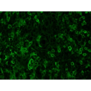抗-鸡 IgY (IgG)（全分子）−FITC 兔抗，1ML，F8888-1ML，Sigma
