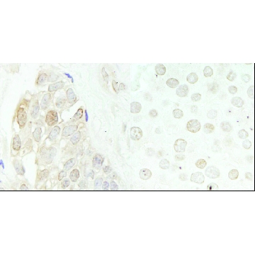Rabbit anti-CDK2 Antibody, Affinity Purified，100UL，PLA0213-100UL，Sigma