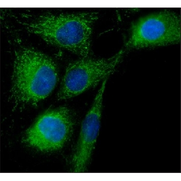 Anti-Rab18 antibody produced in rabbit，200UL，SAB4200173-200UL，Sigma