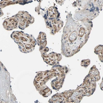 Anti-EFNB2 antibody produced in rabbit，100UL，HPA008999-100UL，Sigma
