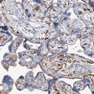 Anti-MS4A4A antibody produced in rabbit，100UL，HPA029323-100UL，Sigma