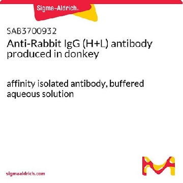 Anti-Rabbit IgG (H+L) antibody produced in donkey，2MG，SAB3700932-2MG，Sigma