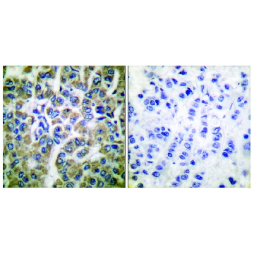 Anti-HSP10 antibody produced in rabbit，100UG，SAB4501465-100UG，Sigma