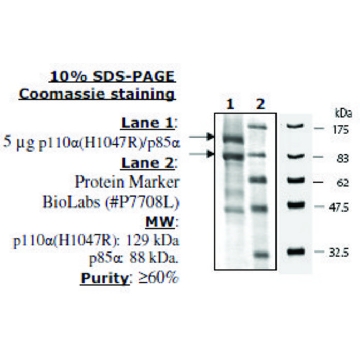 PI3 kinase [p110a(H1047R)/p85a] Active human，20UG，SRP0235-20UG，Sigma