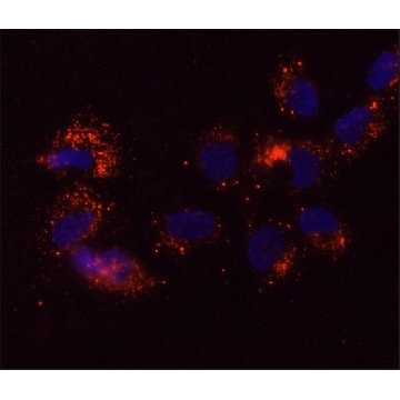 Anti-DDX6 antibody, Mouse monoclonal，25UL，SAB4200837-25UL，Sigma