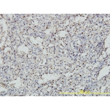 Monoclonal Anti-MEIS2 antibody produced in mouse，100UG，WH0004212M1-100UG，Sigma