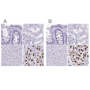 Anti-ATP4B antibody produced in rabbit，100UL，HPA045400-100UL，Sigma
