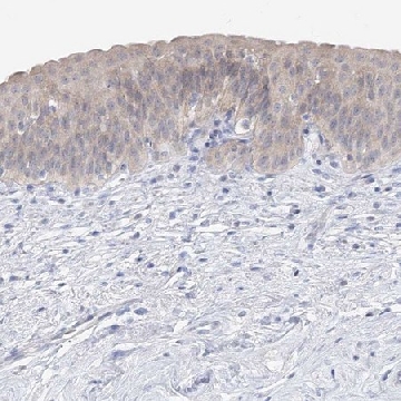 Anti-UFL1 antibody produced in rabbit，100UL，HPA030558-100UL，Sigma