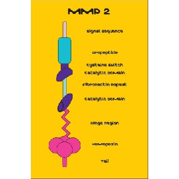 MMP-2 pre-activated human，50UG，SAE0175-50UG，Sigma