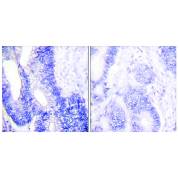 Anti-Claudin 3 antibody produced in rabbit，100UG，SAB4500435-100UG，Sigma