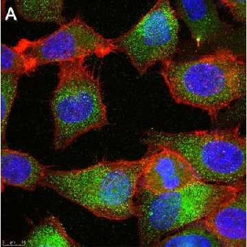 Anti-TMEM206 Antibody, clone 2H13 ZooMAb® Rabbit Monoclonal，4X25UL，ZRB1745-4X25UL，Sigma
