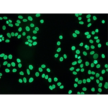 抗  人 IgG（Fc 特异性）− FITC 山羊抗，0.5ML，F9512-.5ML，Sigma