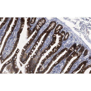 Anti-ErbB-3/HER3 Antibody, clone 1C8 ZooMAb® Rabbit Monoclonal，25UL，ZRB1607-25UL，Sigma