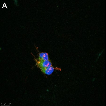 Anti-pan-Na+ Channel Antibody, clone 4B8 ZooMAb® Rabbit Monoclonal，25UL，ZRB1922-25UL，Sigma