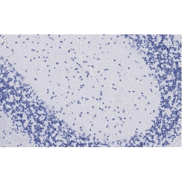 Anti-GluR1 Antibody, clone 1C11, ZooMAb® Rabbit Monoclonal，25UL，ZRB1310-25UL，Sigma