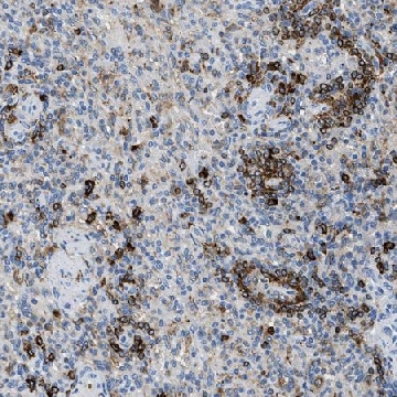 Anti-CD226 antibody produced in rabbit，100UL，HPA015715-100UL，Sigma