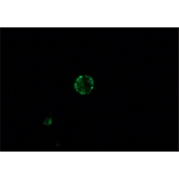 Anti-Dog IgG (whole molecule)–FITC antibody produced in rabbit，1ML，F7884-1ML，Sigma