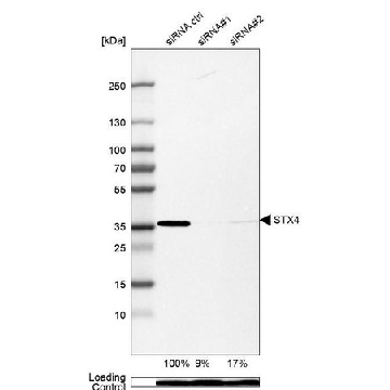 Anti-STX4 antibody produced in rabbit，100UL，HPA001330-100UL，Sigma
