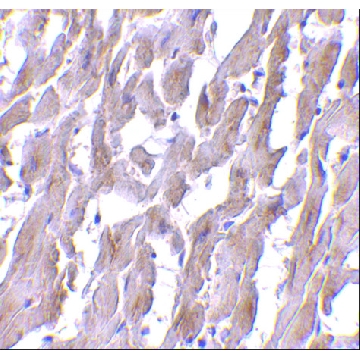 Monoclonal Anti-MyD88 antibody produced in mouse，100UG，SAB3500472-100UG，Sigma