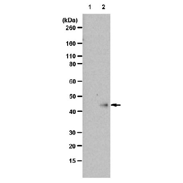 Anti-N1-Phosphohistidine (1-pHis) Antibody, clone SC1-1, ZooMAb® Rabbit Monoclonal，25UL，ZRB1330-25UL，Sigma
