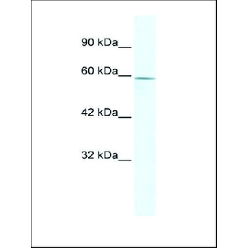 Anti-ZBTB7C antibody produced in rabbit，100UL，AV32872-100UL，Sigma