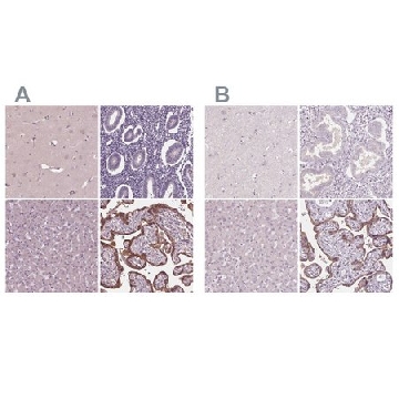 Anti-SIGLEC6 antibody produced in rabbit，100UL，HPA009084-100UL，Sigma