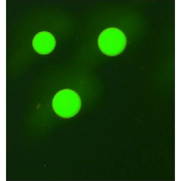 抗-人IgG3−FITC抗体，小鼠单克隆 小鼠抗，0.2ML，F4641-.2ML，Sigma