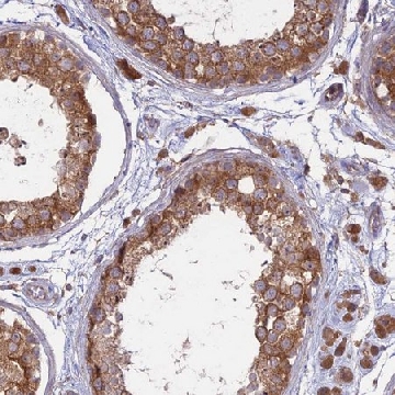 Anti-TMEM259 antibody produced in rabbit，100UL，HPA042669-100UL，Sigma