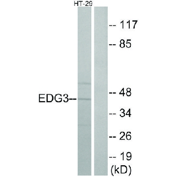 Anti-EDG3 antibody produced in rabbit，100UG，SAB4500691-100UG，Sigma