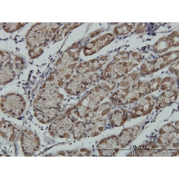 单克隆抗-RPS6KA6 小鼠抗，100UG，WH0027330M2-100UG，Sigma
