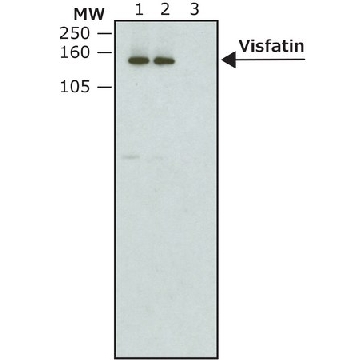 单克隆抗- V5−过氧物酶 小鼠抗，1VIAL，V2260-1VL，Sigma
