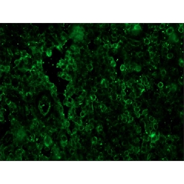 Anti-Sheep IgG (whole molecule)−FITC antibody produced in rabbit，1ML，F5137-1ML，Sigma
