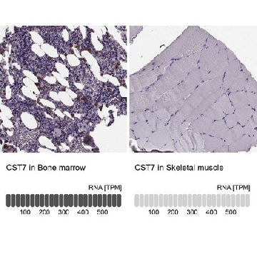 Anti-CST7 antibody produced in rabbit，100UL，HPA040442-100UL，Sigma