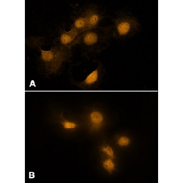 抗  HMGB1 (HMG1)（C 端） 兔抗，200UL，H9539-200UL，Sigma