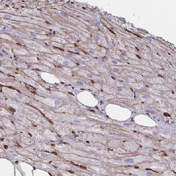 Anti-CITED4 antibody produced in rabbit，100UL，HPA056434-100UL，Sigma