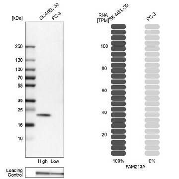 Anti-FAM213A antibody produced in rabbit，100UL，HPA009025-100UL，Sigma