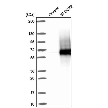 Anti-SPOCK2 antibody produced in rabbit，100UL，HPA044605-100UL，Sigma
