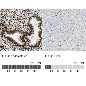 抗-FUS 兔抗，100UL，HPA008784-100UL，Sigma