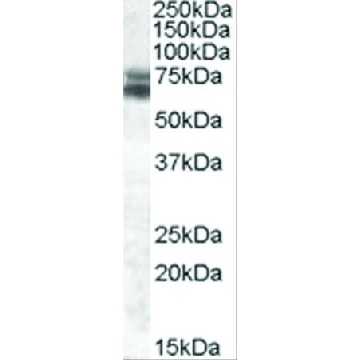 Anti-BMAL1/ARNTL antibody produced in goat，100UG，SAB2500166-100UG，Sigma