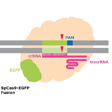 Cas9-GFP 蛋白质，50UG，CAS9GFPPRO-50UG，Sigma